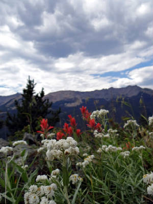 Never summer mtns Indian paintbrush