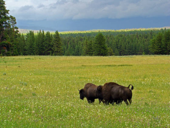 bison pair after storm
