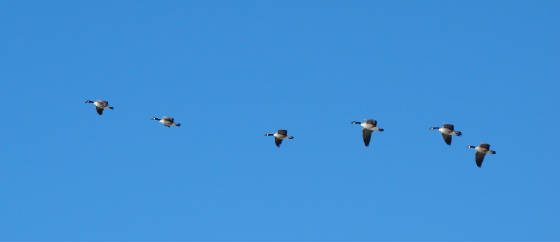 canadian geese 2