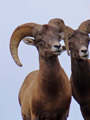 12 Big Horn Sheep photos (Rams)