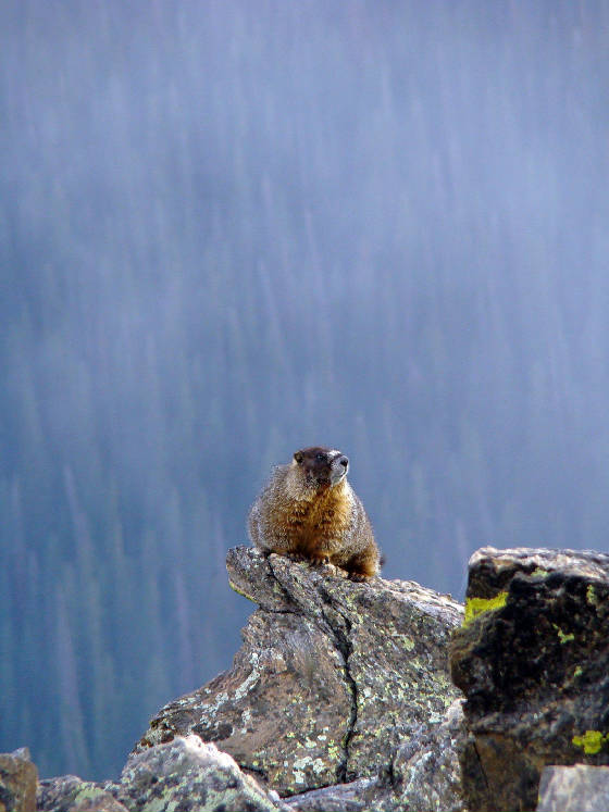 trailridge marmot