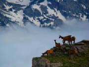  see wildlife ,Elk, Deer,Praire  Dogs, Mountain Goats, Birds, Porcupine, Marmot, Coyote